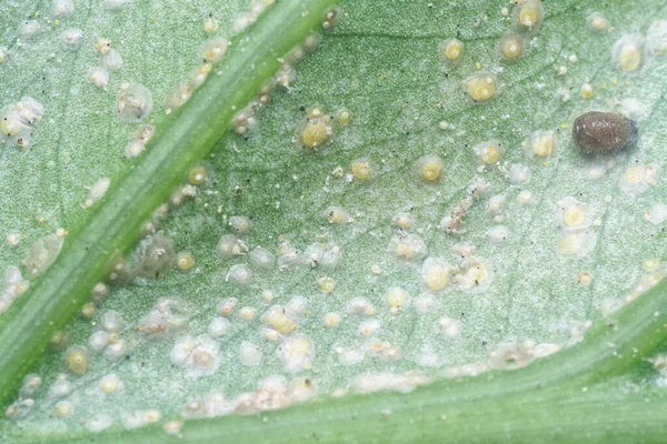 Bianco Ruggine Albugo Parassita Congedo — Foto Stock