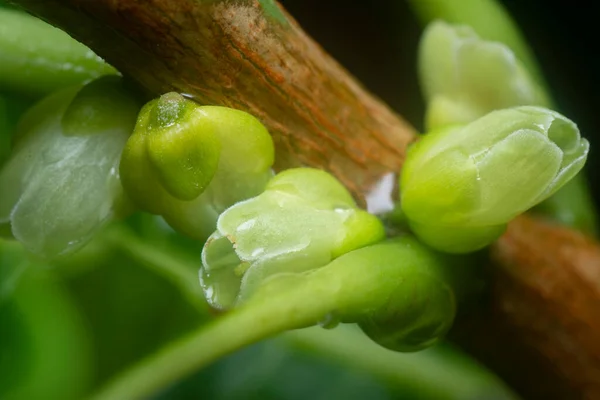 Unga Knoppar Som Gror Från Stammen — Stockfoto