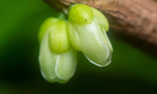 Young Buds Sprouting Stem — Stock Photo, Image