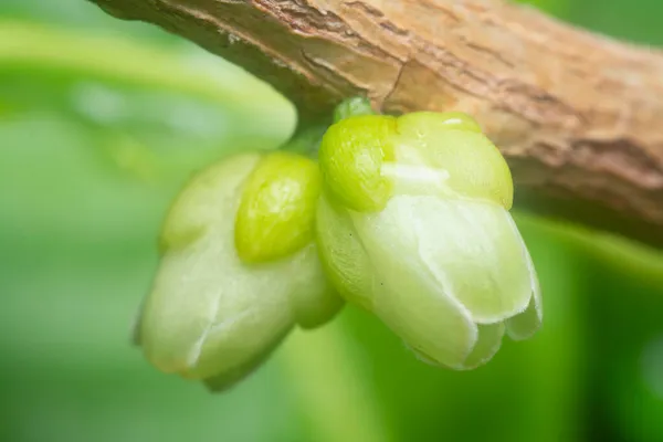 Young Buds Sprouting Stem — Stock Photo, Image