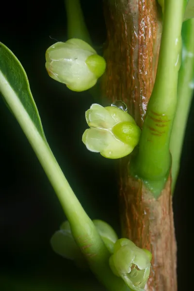 줄기에서 돋아나는 꽃봉오리 — 스톡 사진