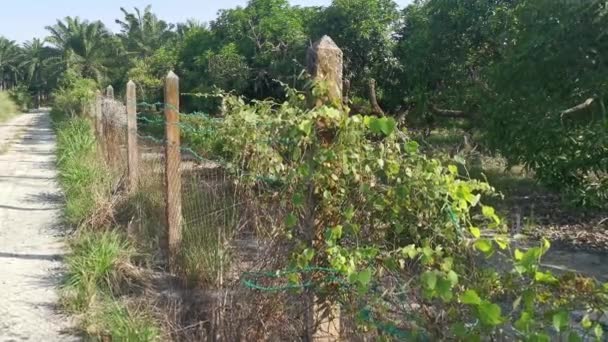 野生のオーバーグロースが境界線の柵の上を登り — ストック動画
