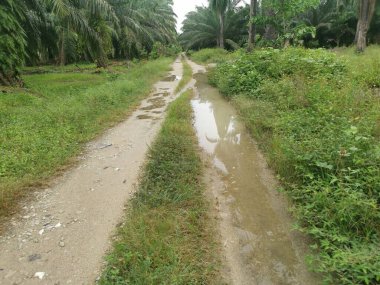 Yağmurdan sonra tarlaya giden yol.