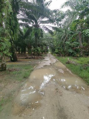 Yağmurdan sonra tarlaya giden yol.