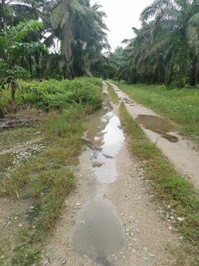 Yağmurdan sonra tarlaya giden yol.