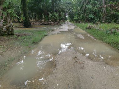 Yağmurdan sonra tarlaya giden yol.