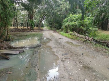 Yağmurdan sonra tarlaya giden yol.