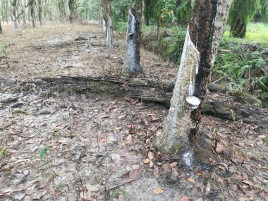 Bagajın yanında bir fincan dolusu lateks..