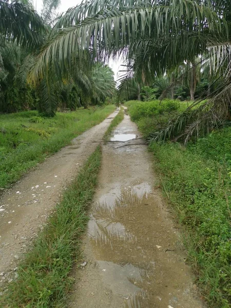 Camino Hacia Plantación Después Lluvia — Foto de Stock