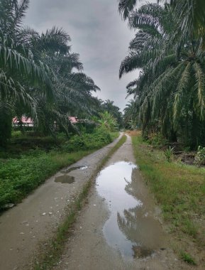 Yağmurdan sonra tarlaya giden yol.