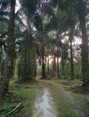 Yağmurdan sonra tarlaya giden yol.