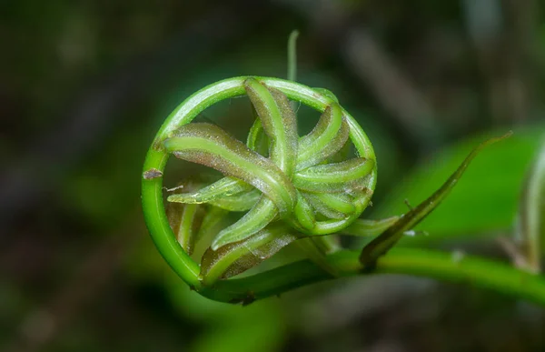 Junger Austrieb Der Grünen Fiddlehead Farnblätter — Stockfoto