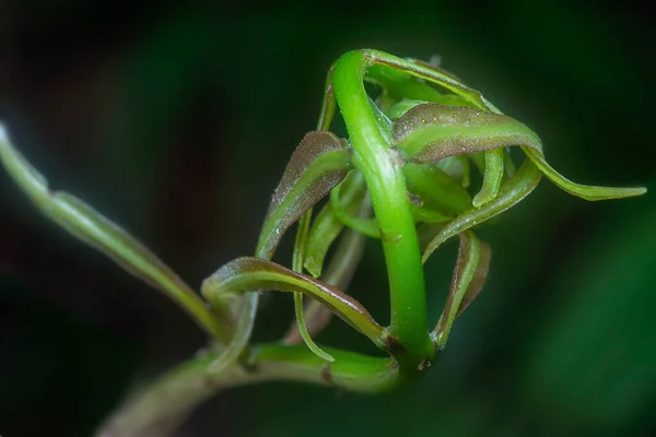 Young Shoot Green Fiddlehead Fern Leaves — Stock Photo, Image