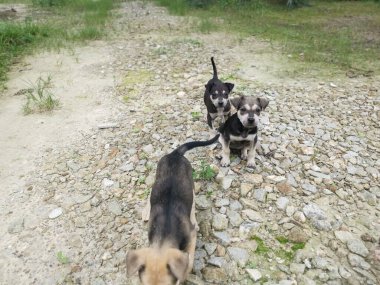 Sevimli vahşi köpek yavruları yerde uyuyor..