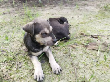 Sevimli vahşi köpek yavruları yerde uyuyor..