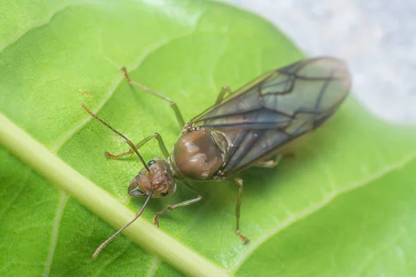 Plan Rapproché Fourmi Reine Oecophylla Smaragdina — Photo