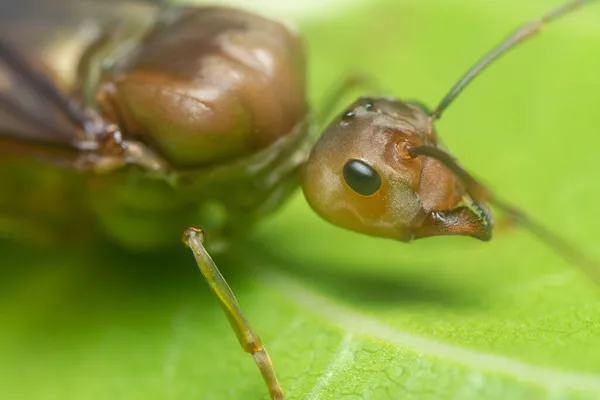 Близкий Выстрел Oecophylla Smaragdina Queen Ant — стоковое фото