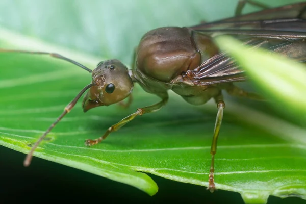 Zblízka Záběr Oecophylla Smaragdina Královna Mravenec — Stock fotografie