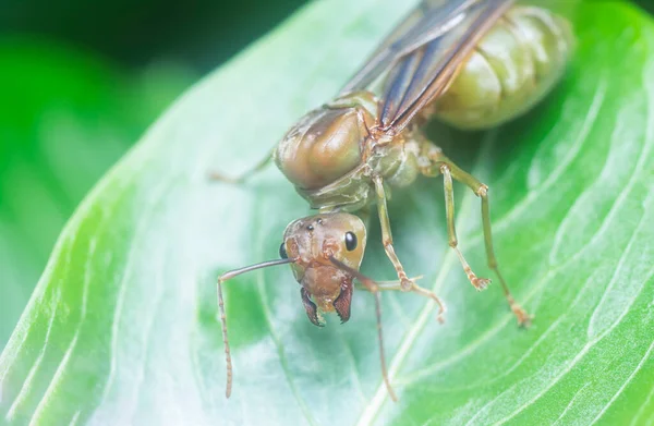 Κοντινό Πλάνο Της Oecophylla Smaragdina Queen Ant — Φωτογραφία Αρχείου