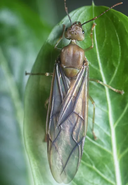 Κοντινό Πλάνο Της Oecophylla Smaragdina Queen Ant — Φωτογραφία Αρχείου