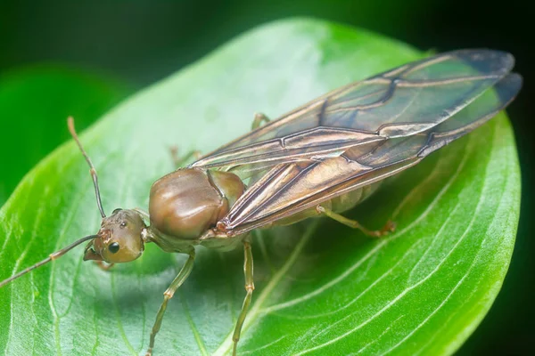 Tiro Cerca Hormiga Reina Smaragdina Oecophylla —  Fotos de Stock