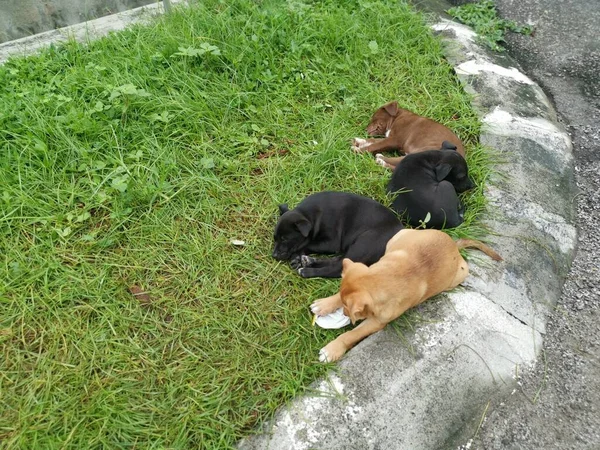 Cachorros Selvagens Bonitos Dormindo Chão — Fotografia de Stock