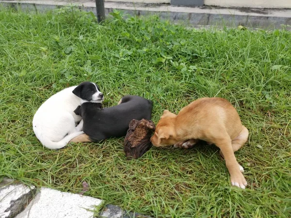 Niedliche Wilde Welpen Schlafen Auf Dem Boden — Stockfoto