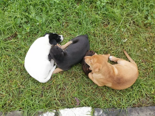 Cute Wild Puppies Sleeping Ground — Stock Photo, Image