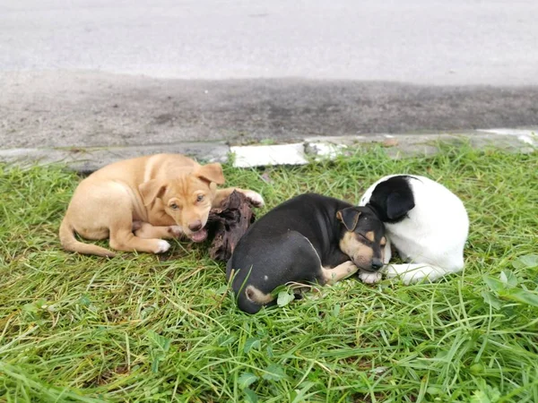 Cachorros Selvagens Bonitos Dormindo Chão — Fotografia de Stock