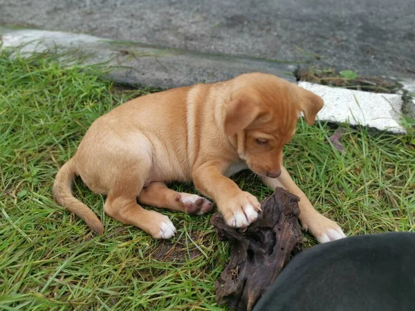 Sevimli Vahşi Köpek Yavruları Yerde Uyuyor — Stok fotoğraf