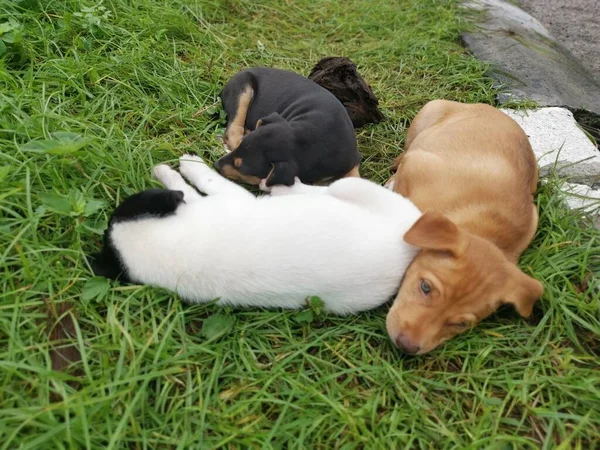 Chiots Sauvages Mignons Dormant Sur Sol — Photo