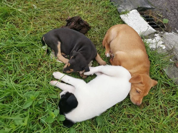 Chiots Sauvages Mignons Dormant Sur Sol — Photo