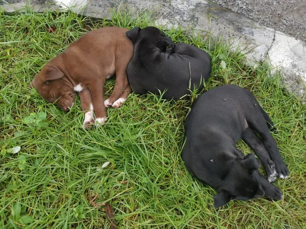 Chiots Sauvages Mignons Dormant Sur Sol — Photo