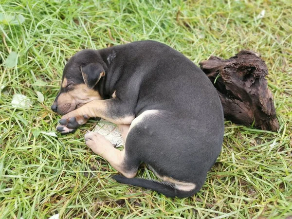 Cute Wild Puppies Sleeping Ground — Stock Photo, Image