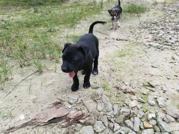 Lindos Cachorros Salvajes Durmiendo Suelo —  Fotos de Stock