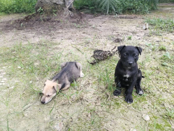 Chiots Sauvages Mignons Dormant Sur Sol — Photo