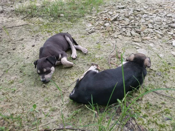 Sevimli Vahşi Köpek Yavruları Yerde Uyuyor — Stok fotoğraf