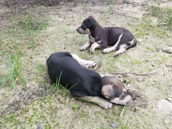 Lindos Cachorros Salvajes Durmiendo Suelo — Foto de Stock