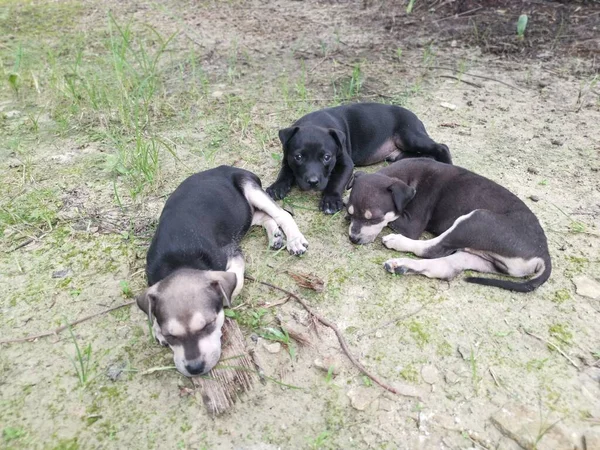 Chiots Sauvages Mignons Dormant Sur Sol — Photo