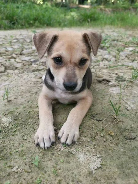 Sevimli Vahşi Köpek Yavruları Yerde Uyuyor — Stok fotoğraf