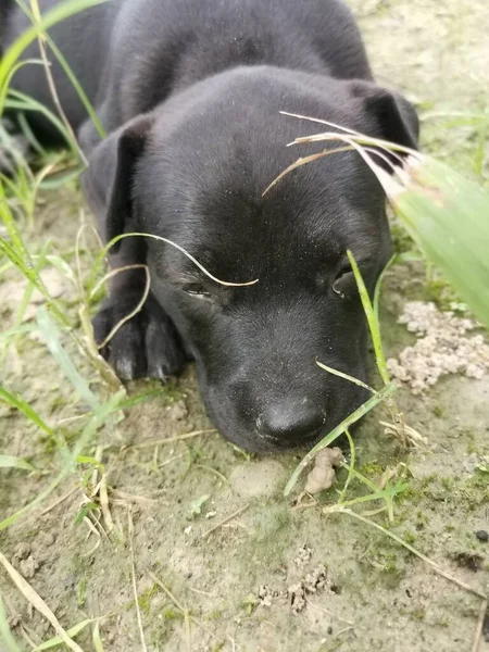 Sevimli Vahşi Köpek Yavruları Yerde Uyuyor — Stok fotoğraf