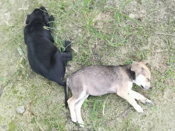 Chiots Sauvages Mignons Dormant Sur Sol — Photo