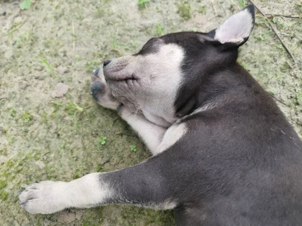 Sevimli Vahşi Köpek Yavruları Yerde Uyuyor — Stok fotoğraf