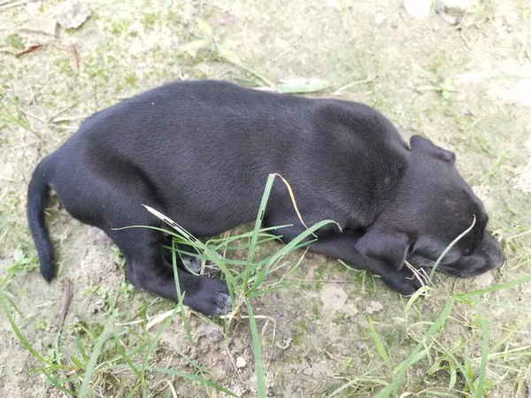 Cute Wild Puppies Sleeping Ground — Stock Photo, Image