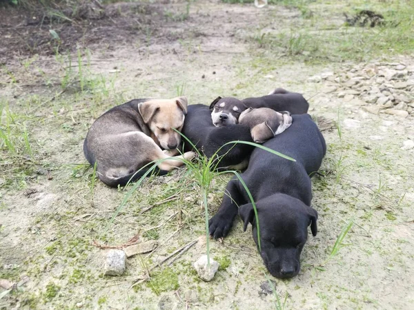 Χαριτωμένα Άγρια Κουτάβια Κοιμούνται Στο Έδαφος — Φωτογραφία Αρχείου