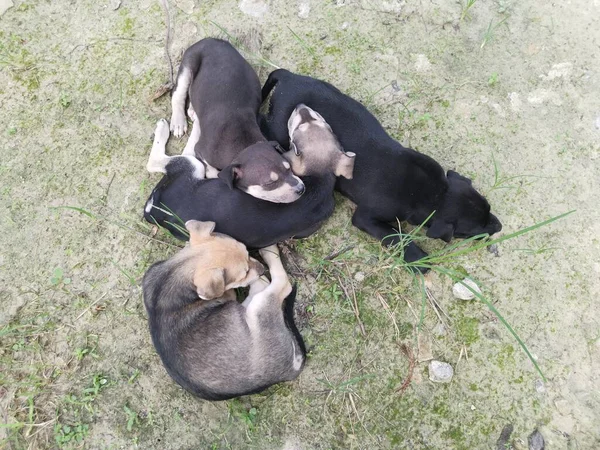 Cute Wild Puppies Sleeping Ground — Stock Photo, Image