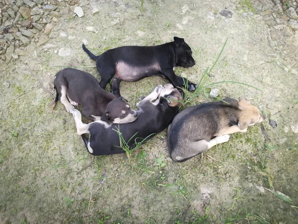 Lindos Cachorros Salvajes Durmiendo Suelo — Foto de Stock