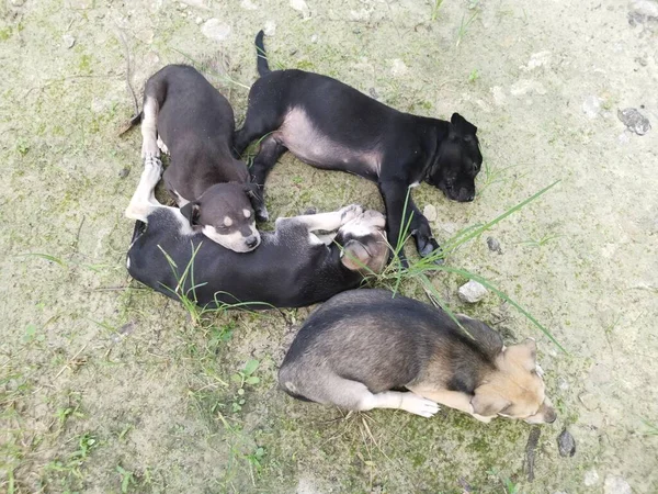 Lindos Cachorros Salvajes Durmiendo Suelo — Foto de Stock