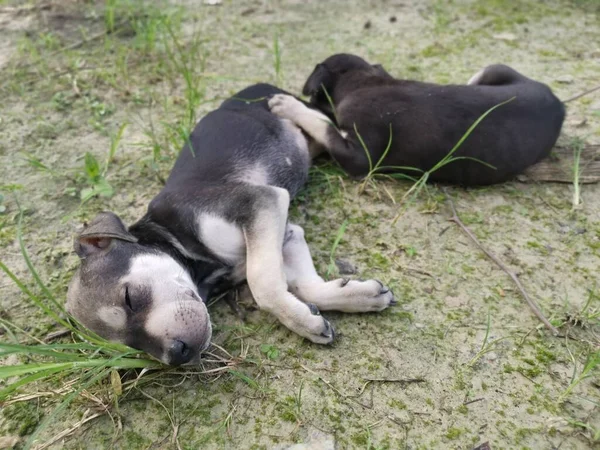 Lindos Cachorros Salvajes Durmiendo Suelo —  Fotos de Stock