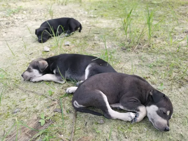 Schattig Wild Puppies Slapen Grond — Stockfoto